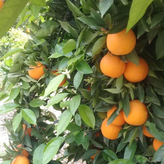 Naranja Importada